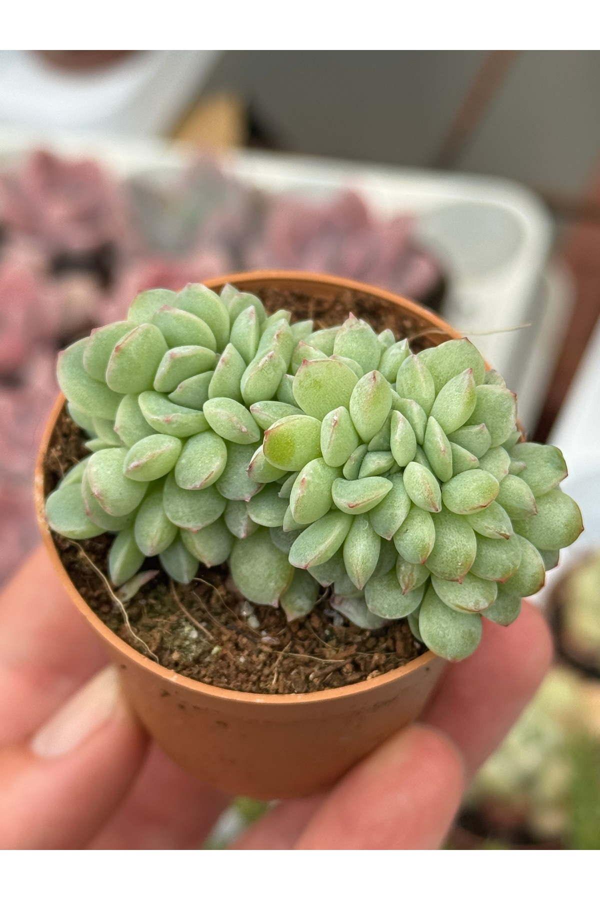 echeveria-apus-cristat-koleksiyonluk-ozel-tur-sukulent-5-5cm-saksida-1825.jpg echeveria-apus-cristat-koleksiyonluk-ozel-tur-sukulent-5-5cm-saksida-1825.jpg