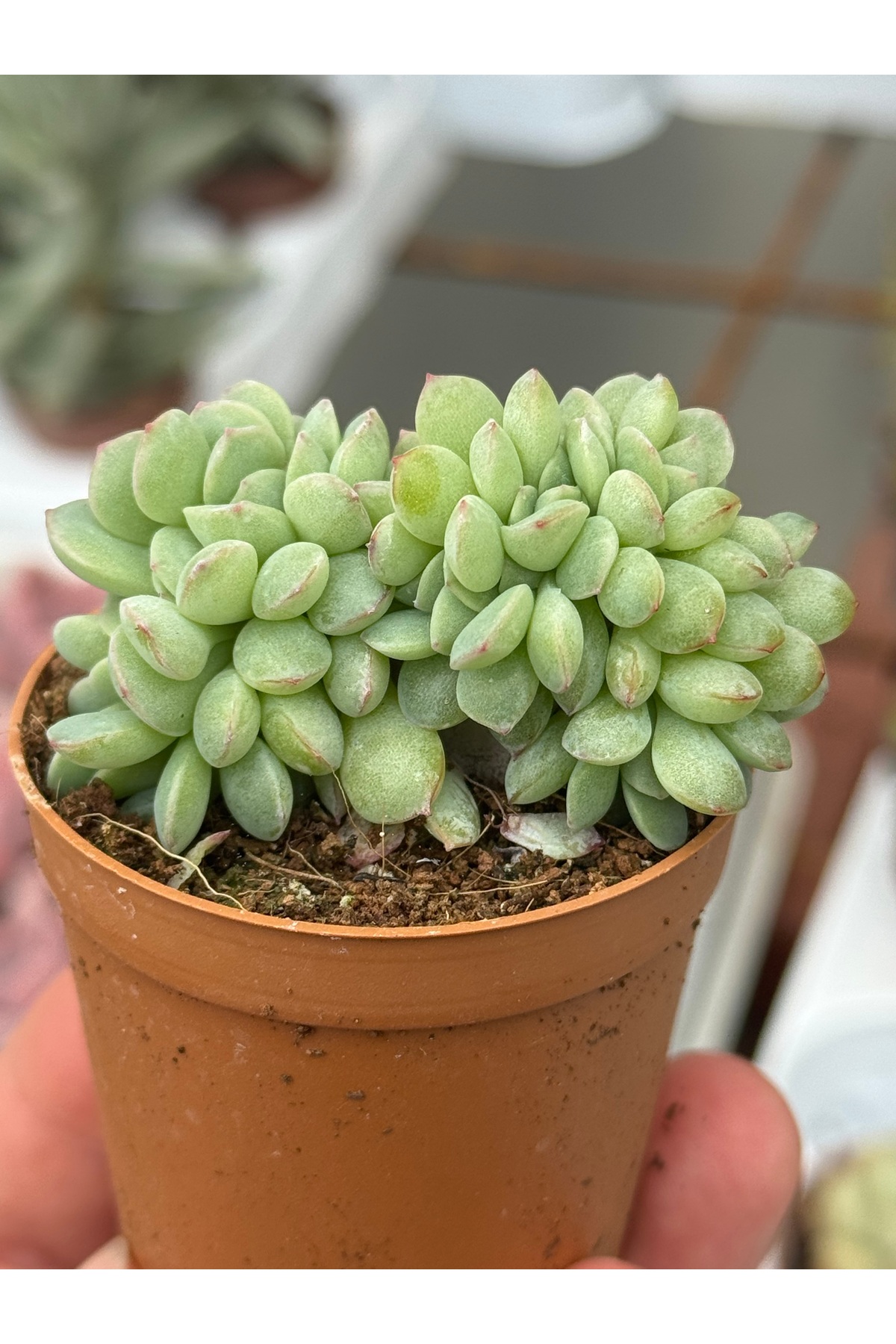 echeveria-apus-cristat-koleksiyonluk-ozel-tur-sukulent-5-5cm-saksida-1826.jpg echeveria-apus-cristat-koleksiyonluk-ozel-tur-sukulent-5-5cm-saksida-1826.jpg