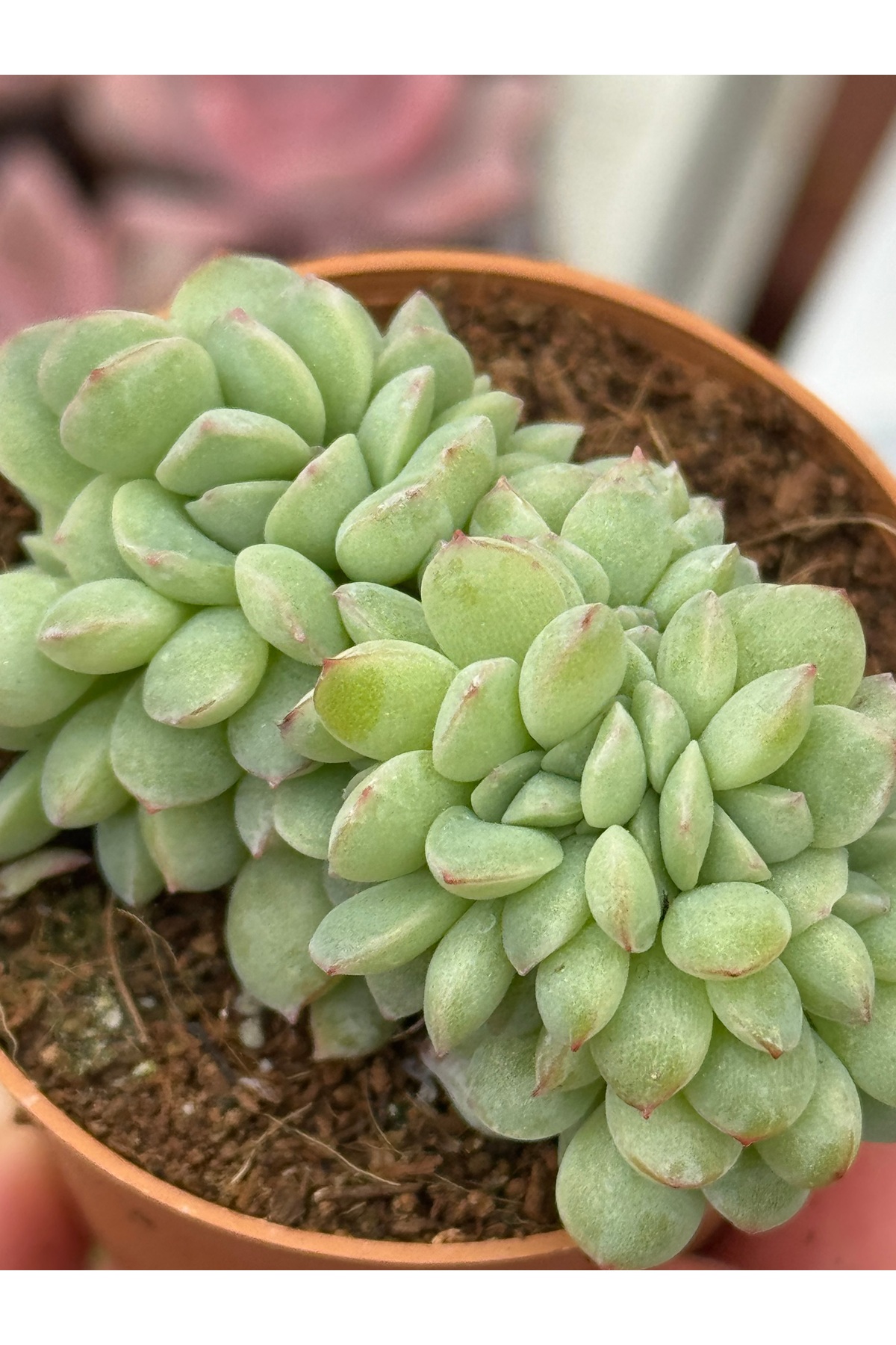 echeveria-apus-cristat-koleksiyonluk-ozel-tur-sukulent-5-5cm-saksida-1827.jpg echeveria-apus-cristat-koleksiyonluk-ozel-tur-sukulent-5-5cm-saksida-1827.jpg